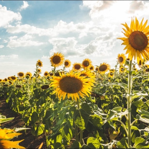 Meet your Posher, Jaysa - Picture 1 of 1